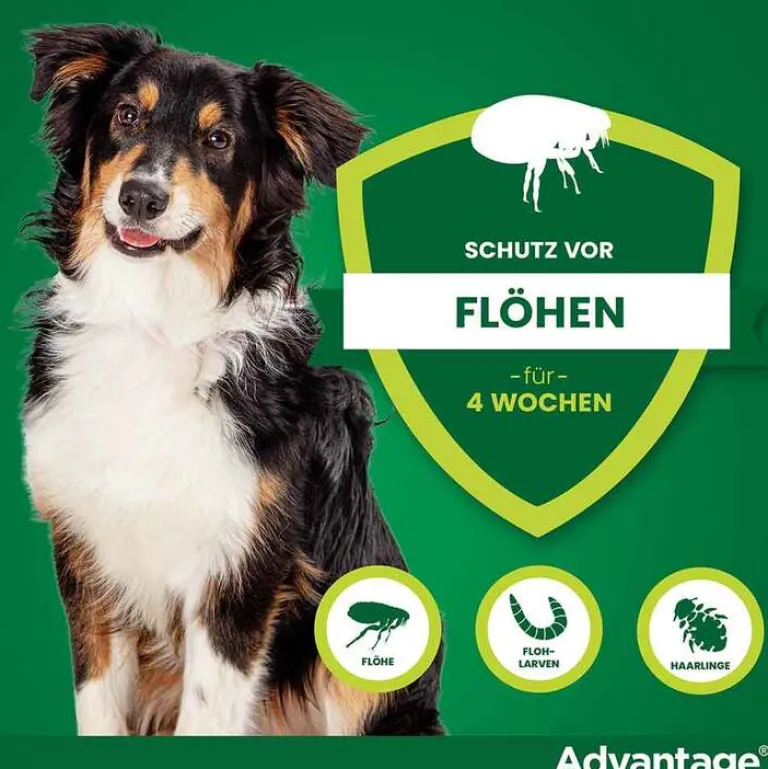 Outlet 250 für Hunde von 10-25 kg, 4 St Flöhe, Zecken & Co.