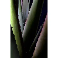 Sale Santaverde Aloe Vera Creme rich ohne Duft, 30 ml