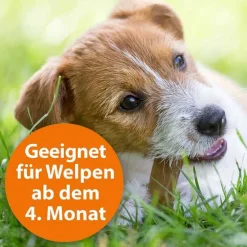 Spot-On für kleine Hunde bis 10 kg, 3 St Flöhe, Zecken & Co.
