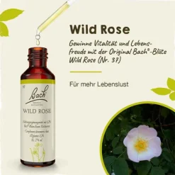 Bachblüten Nr. 37 Wild Rose Tropfen, 20 ml