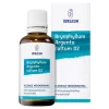 Sale Bryophyllum Argento Cultum D3, 50 ml Schlaf & Nerven