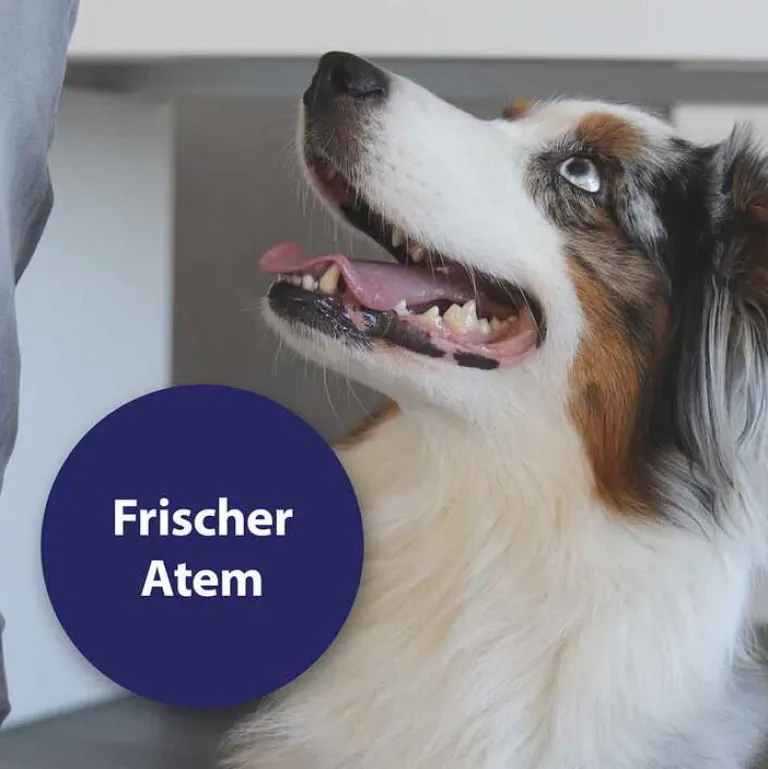 Online Canosept Zahnpflege Finger-Pads für Hunde, 50 St
