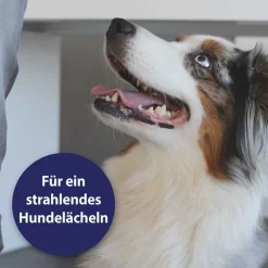 Outlet Canosept Zahnpflegespray für Hunde, 100 ml
