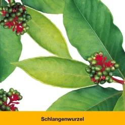 dystoLoges® Tabletten, 100 St Beruhigungsmittel