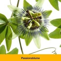 dystoLoges® Tabletten, 100 St Beruhigungsmittel