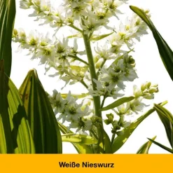 dystoLoges® Tabletten, 50 St