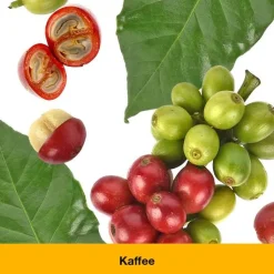 dystoLoges® Tabletten, 50 St