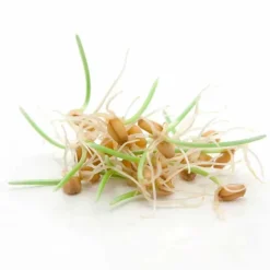 New Fermentura Spermidin Kapseln, 30 St Spermidin