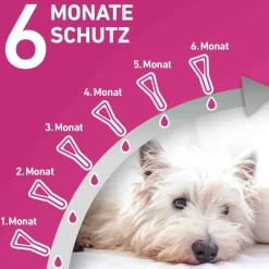 Outlet TRI-ACT® gegen Zecke, Floh und fliegende Insekten bei Hunden (2-5kg), 6 St Flöhe, Zecken & Co.