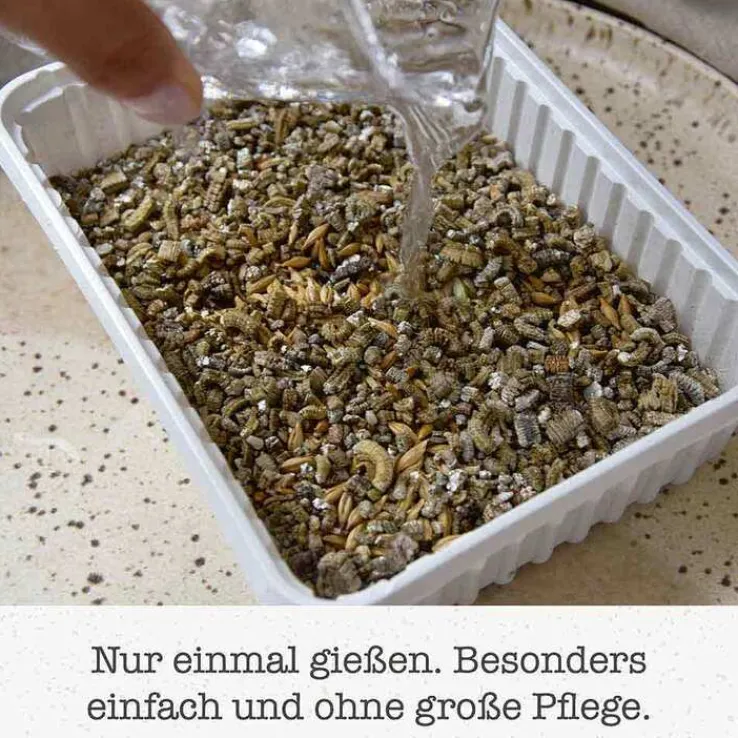 Gimpet Soft Gras für Katzen, 100 g