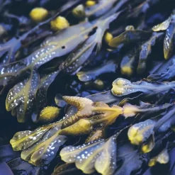 Outlet Rausch Anti-Fett-Kopfhaut-Kur mit Meerestang Tube, 100 ml