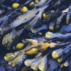 Clearance Rausch Anti-Fett-Shampoo mit Meerestang, 200 ml