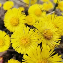 Outlet Anti-Schuppen-Kopfhaut-Lotion + Huflattich, 200 ml Spülungen & Lotionen|Haarausfall & Schuppen