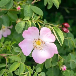 Online Rausch Farbschutz-Shampoo mit Wildrose, 200 ml