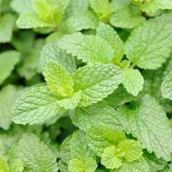 Discount Rausch Frische Bodylotion mit Minze, 200 ml