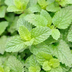 Rausch Frische Shower Gel mit Minze, 50 ml