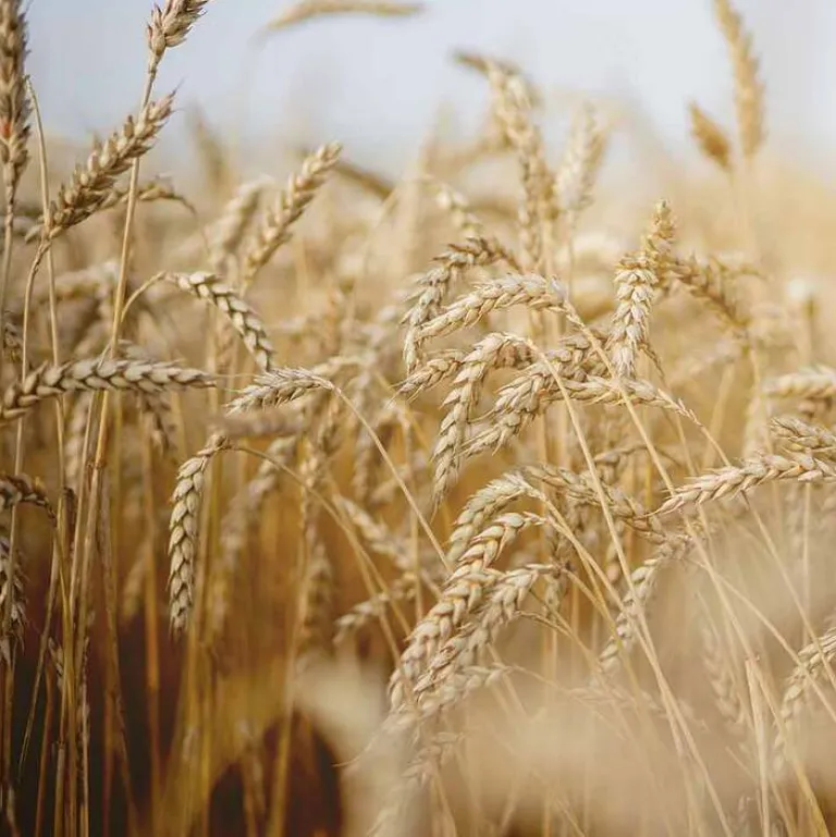 Online Rausch Nähr-Shampoo mit Ei-Öl, 40 ml