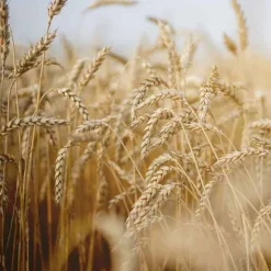 Clearance Nähr-Shampoo mit Ei-Öl, 200 ml Shampoos