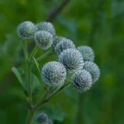 Clearance Rausch Original Haartinktur, 200 ml