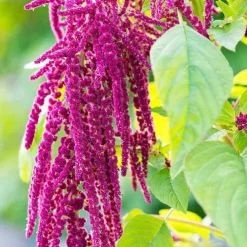 Rausch Repair-Shampoo mit Kamille und Amaranth, 200 ml