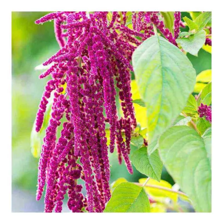 Discount Rausch Repair-Shampoo mit Kamille und Amaranth, 40 ml