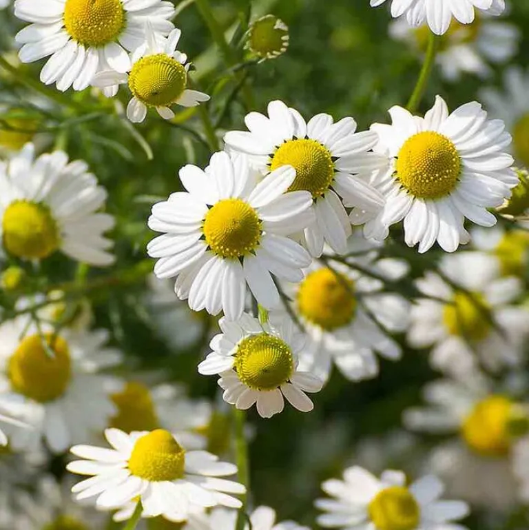 Rausch Sensitive Shower Gel mit Kamille, 50 ml