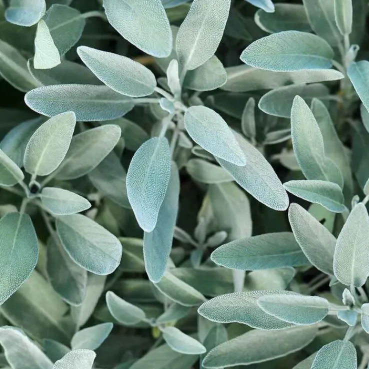 Rausch Silberglanz-Conditioner mit Salbei, 30 ml