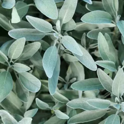 Outlet Silberglanz-Kopfhaut-Tonic mit Salbei, 200 ml Kopfhautpflege