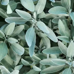 Discount Rausch Silberglanz-Kur mit Salbei, 100 ml