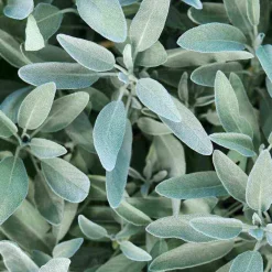 Sale Rausch Silberglanz-Shampoo mit Salbei, 200 ml