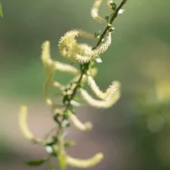 Rausch Spezial-Conditioner mit Weidenrinde, 30 ml