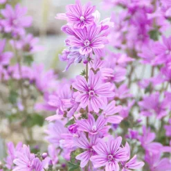 Discount Rausch Volumen-Spray mit Malve, 100 ml