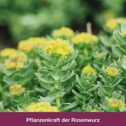 Discount Dr. Loges rhodioLoges® 200 mg Filmtabletten, 20 St