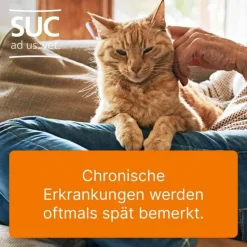 Online Heel Solidago compositum ad us. vet. Ampullen, 10 St