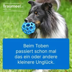 Best LT ad us.vet.Tabletten, 100 St Pferde|Biologische Heilmittel Heel Gmbh
