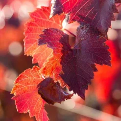 Hot Venenretter Balsam, 100 ml Cremes & Balsame