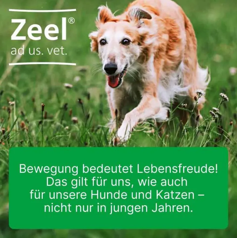 New Zeel ® ad us. vet. Tabletten, 100 St