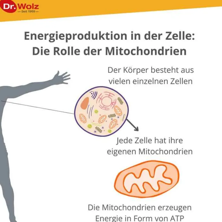 Clearance Zell Oxygen plus flüssig, 250 ml Enzyme